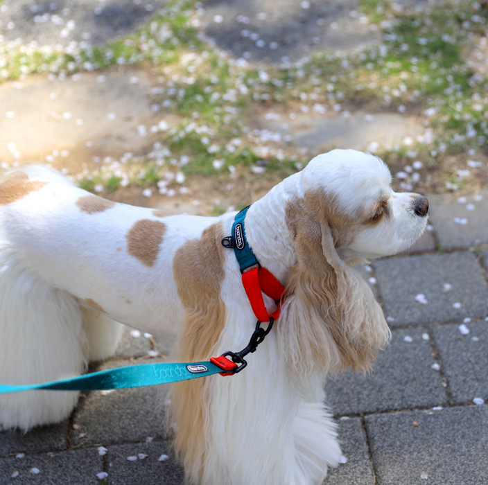 Original Martingale Collar – Mint & Chocolate (Limited Edition)