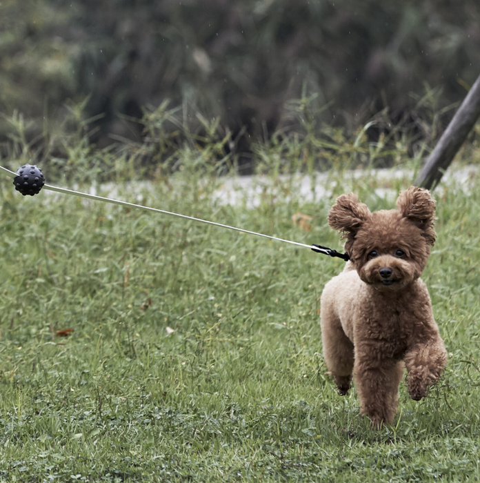 Original Leash