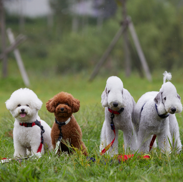 Original Leash