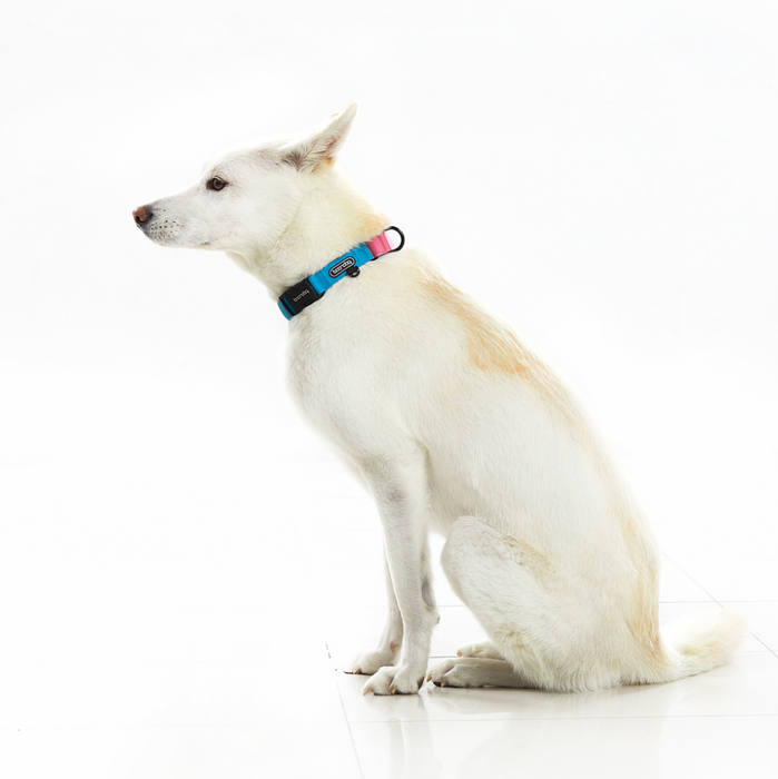 Original Martingale Collar – Mint & Chocolate (Limited Edition)